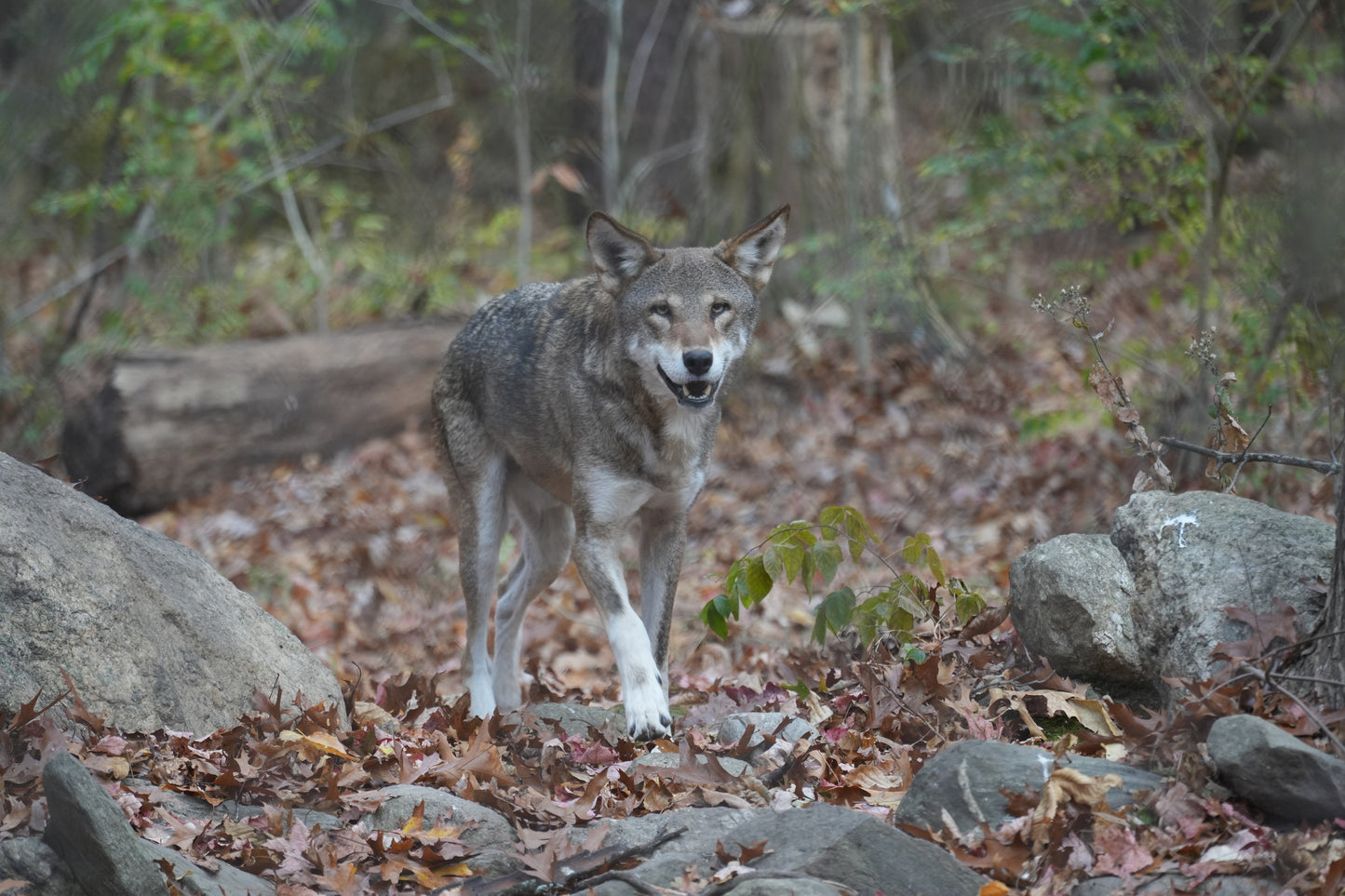 Red Wolf Adeyha (M2080)