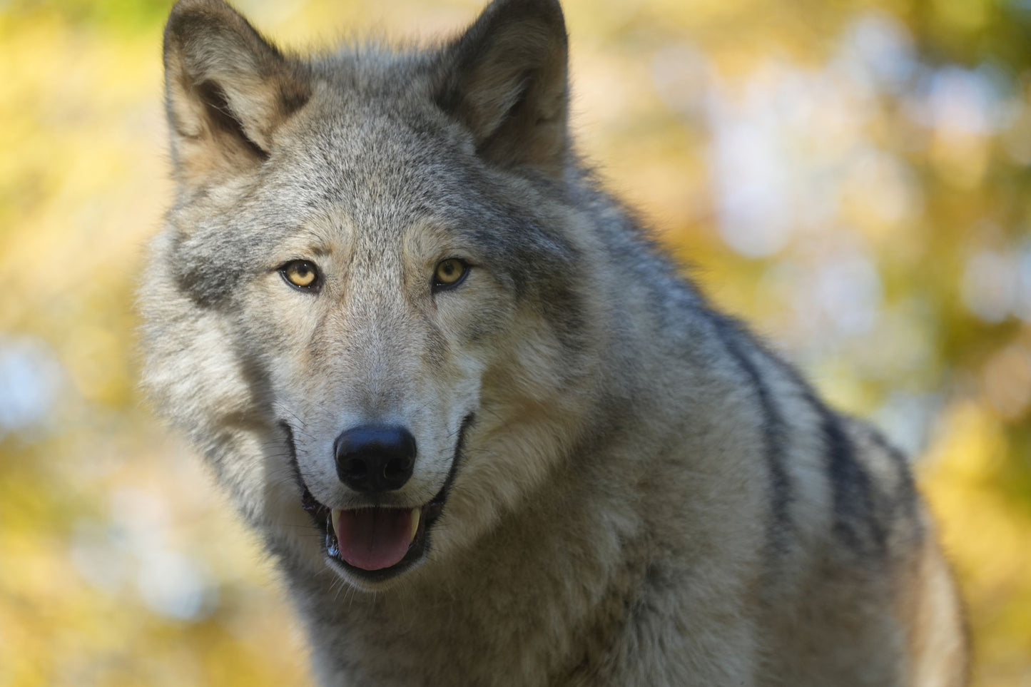 Ambassador Wolf Silas