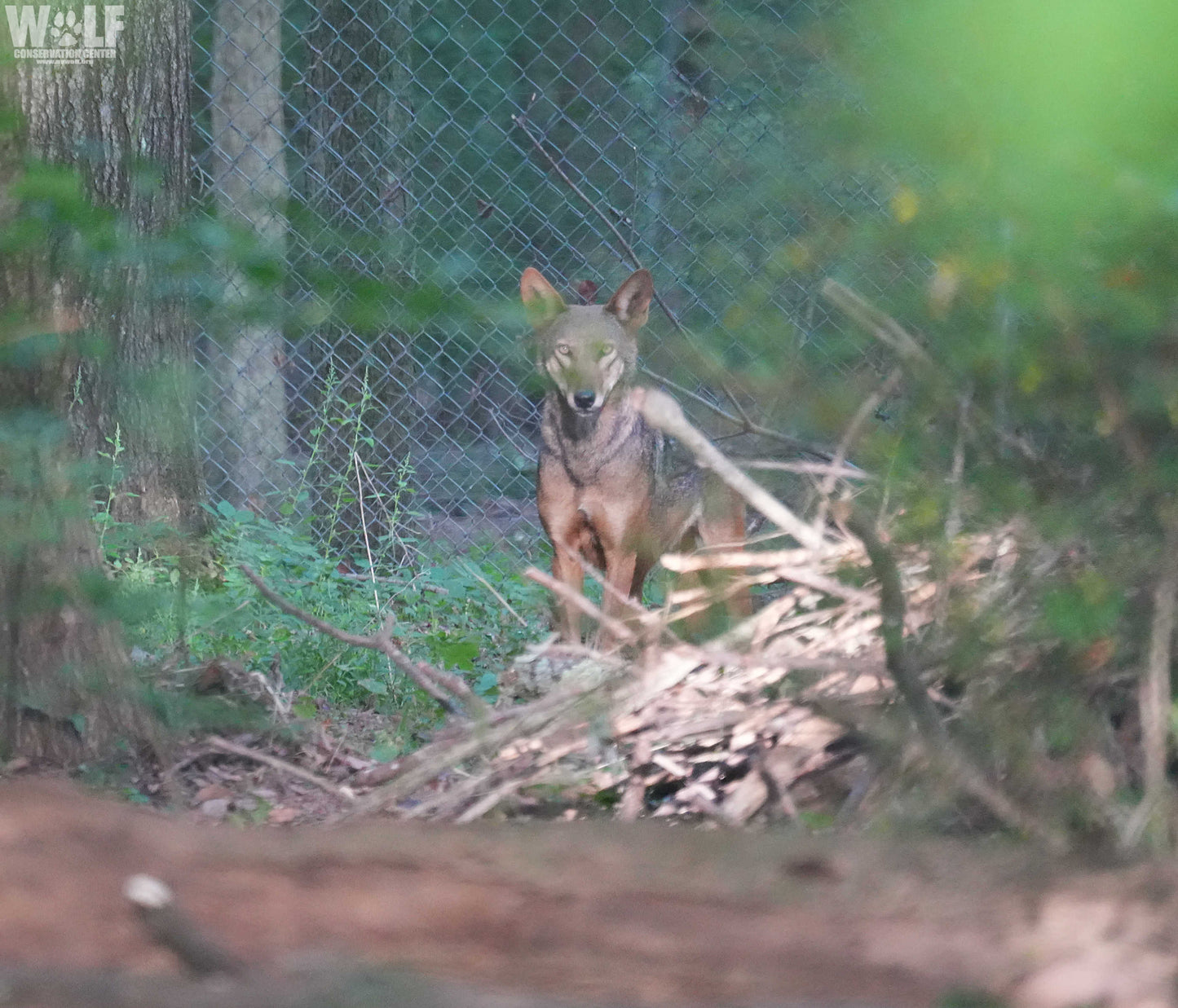 Red Wolf Caroline (F2293)