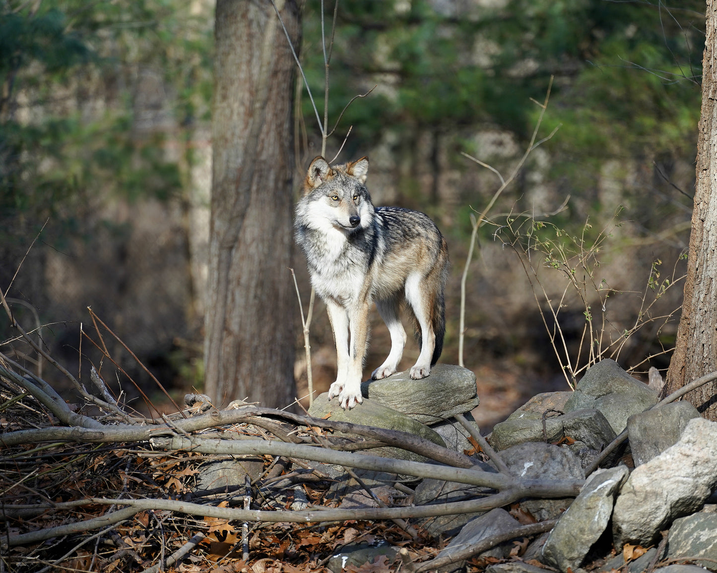Mexican Gray Wolf Nita (F1621)