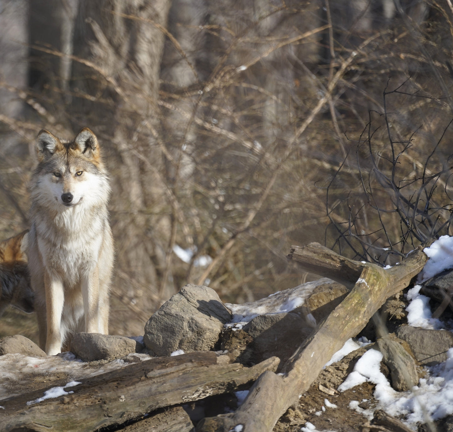 Mexican Gray Wolf Bria (F1754)