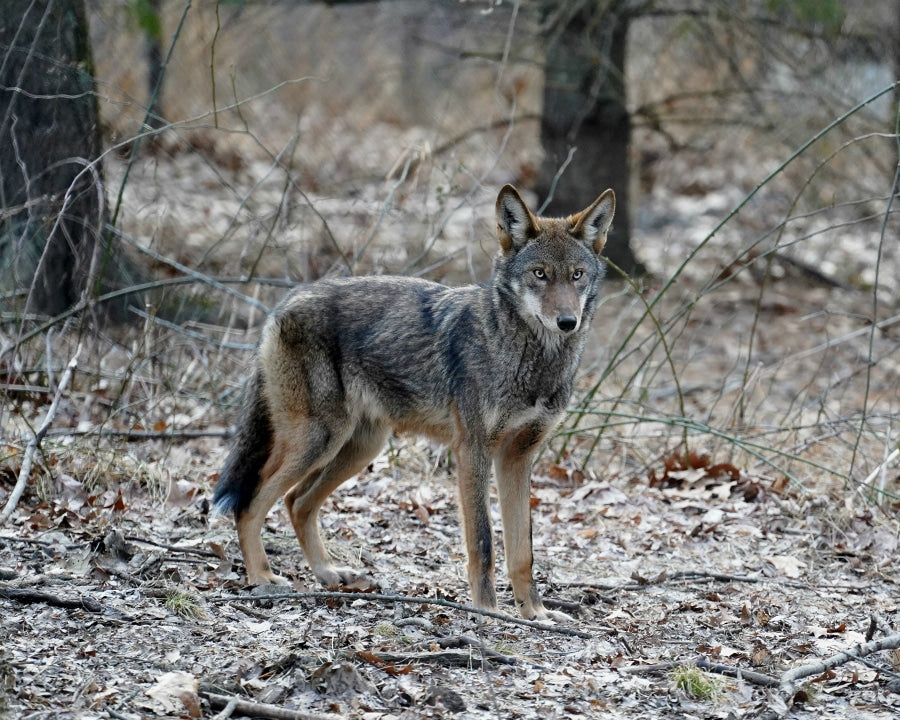 Red Wolf Martha (F2242)