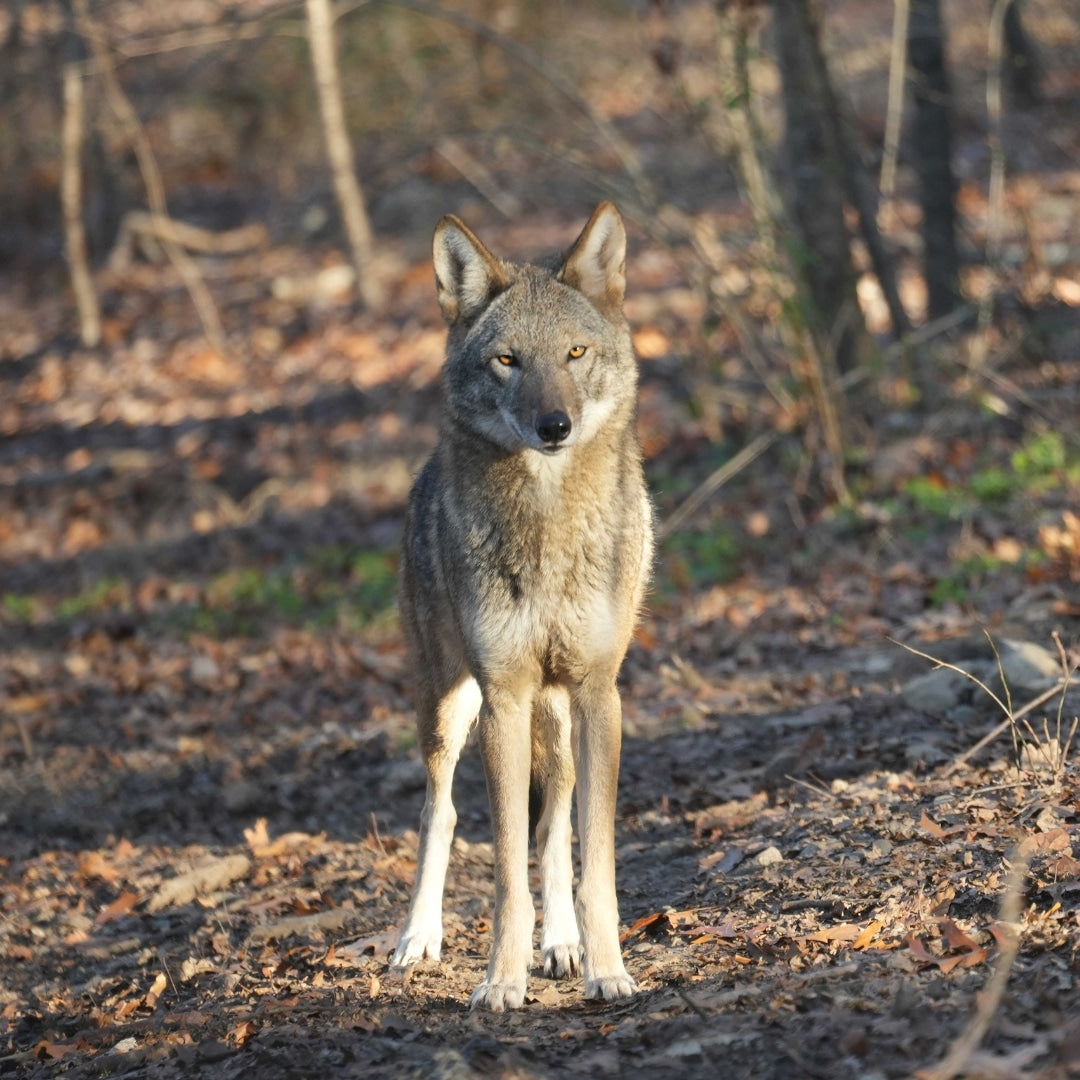 Sponsor a Mating Pair - Mac Tire & Ginger