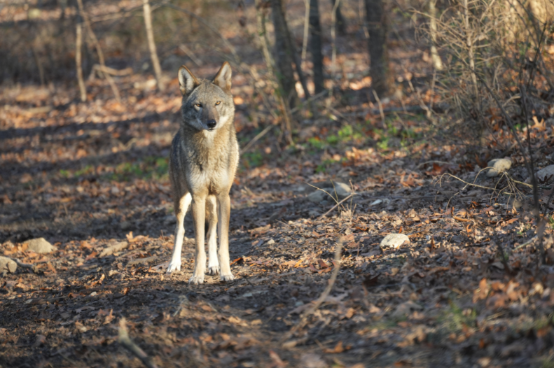 Red Wolf Ginger (F2401)