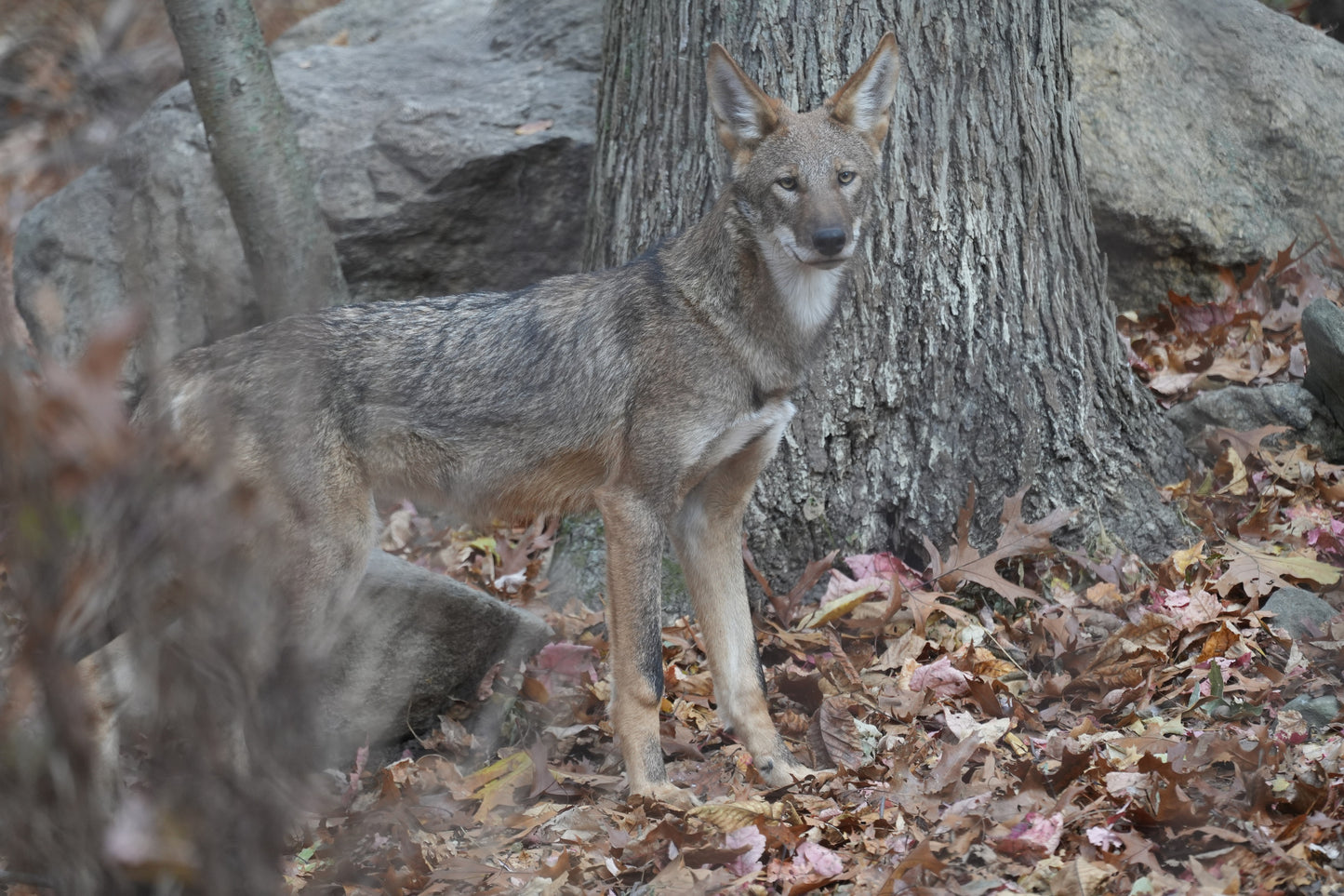 Red Wolf Juniper (m2564)