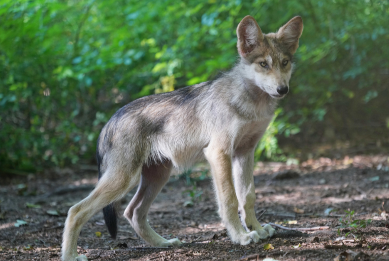 Mexican Gray Wolf Kazoo (m2826)