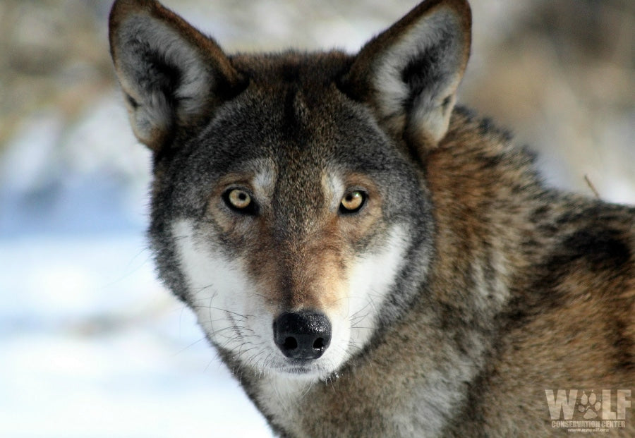 Red Wolf Sam (M1784)