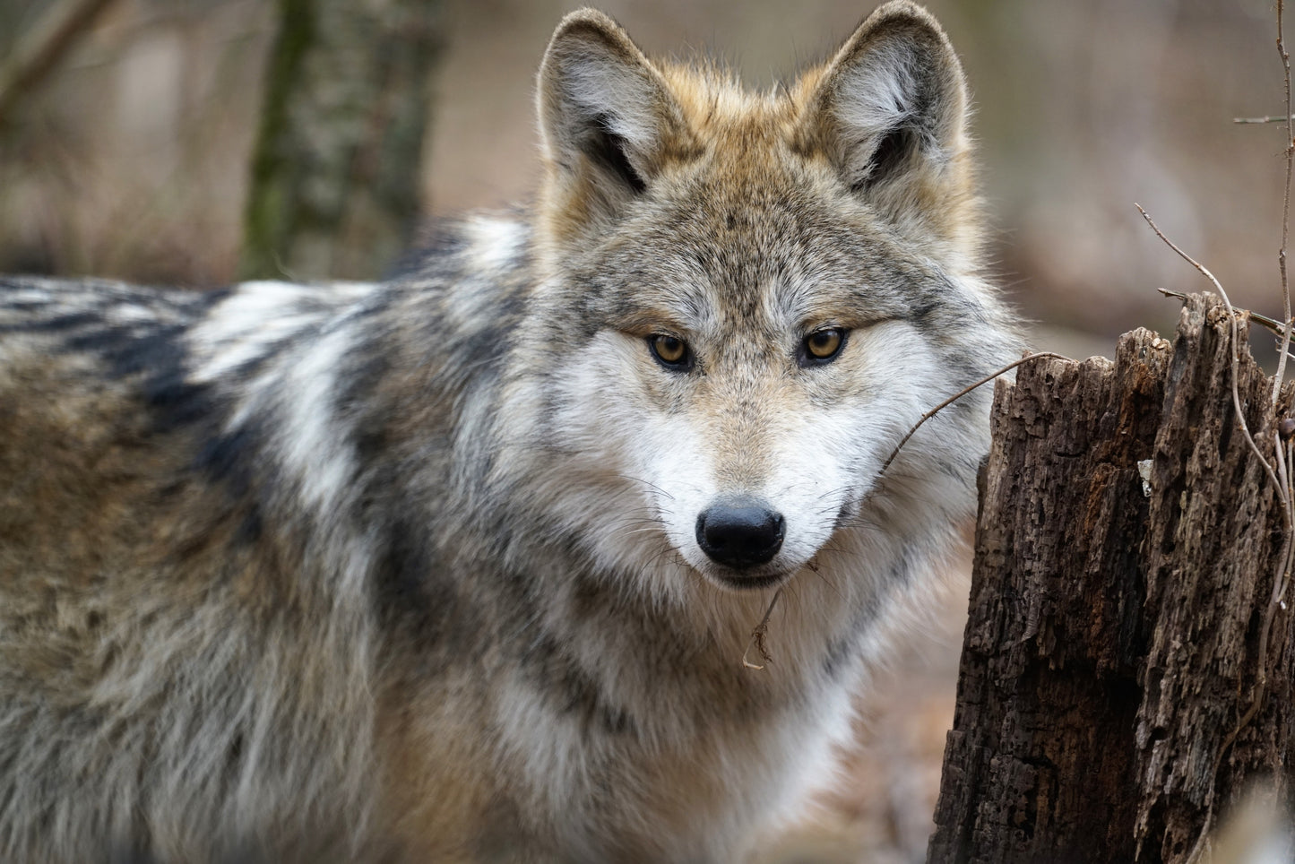 Mexican Gray Wolf Mosby (M1972)