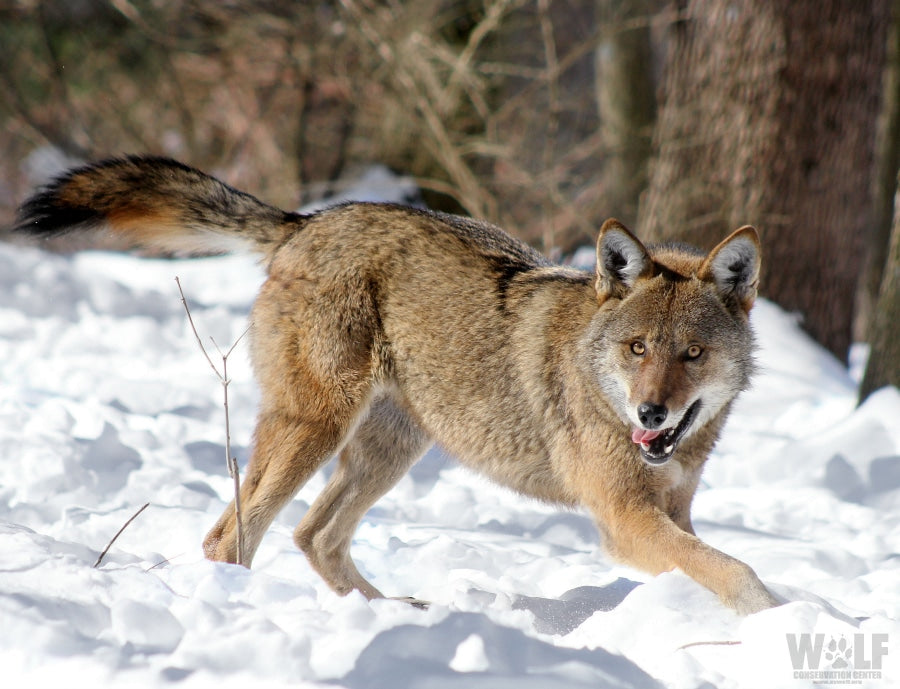 Red Wolf Tyke (M2118)
