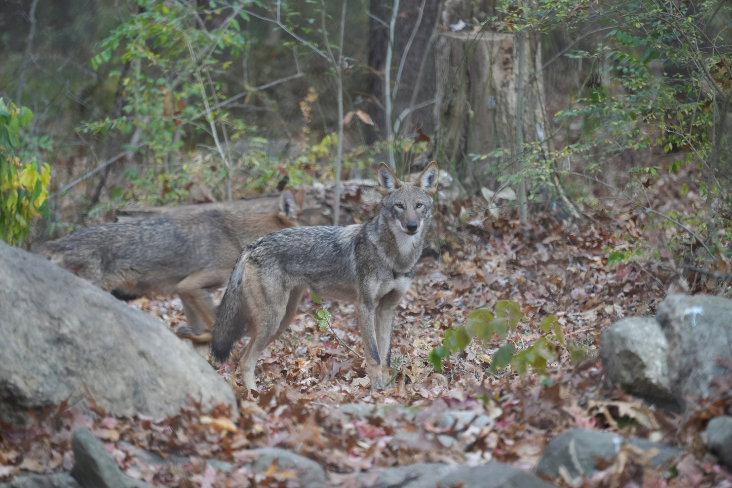 Red Wolf Maple (f2566)