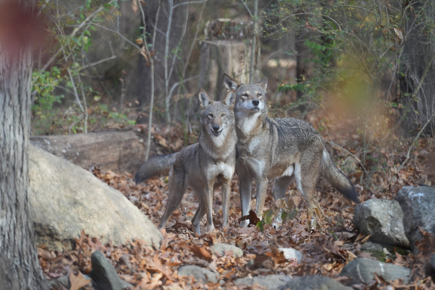 Red Wolf Oak (F2304)