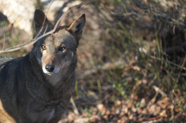 Red Wolf Mac Tíre (M2274)