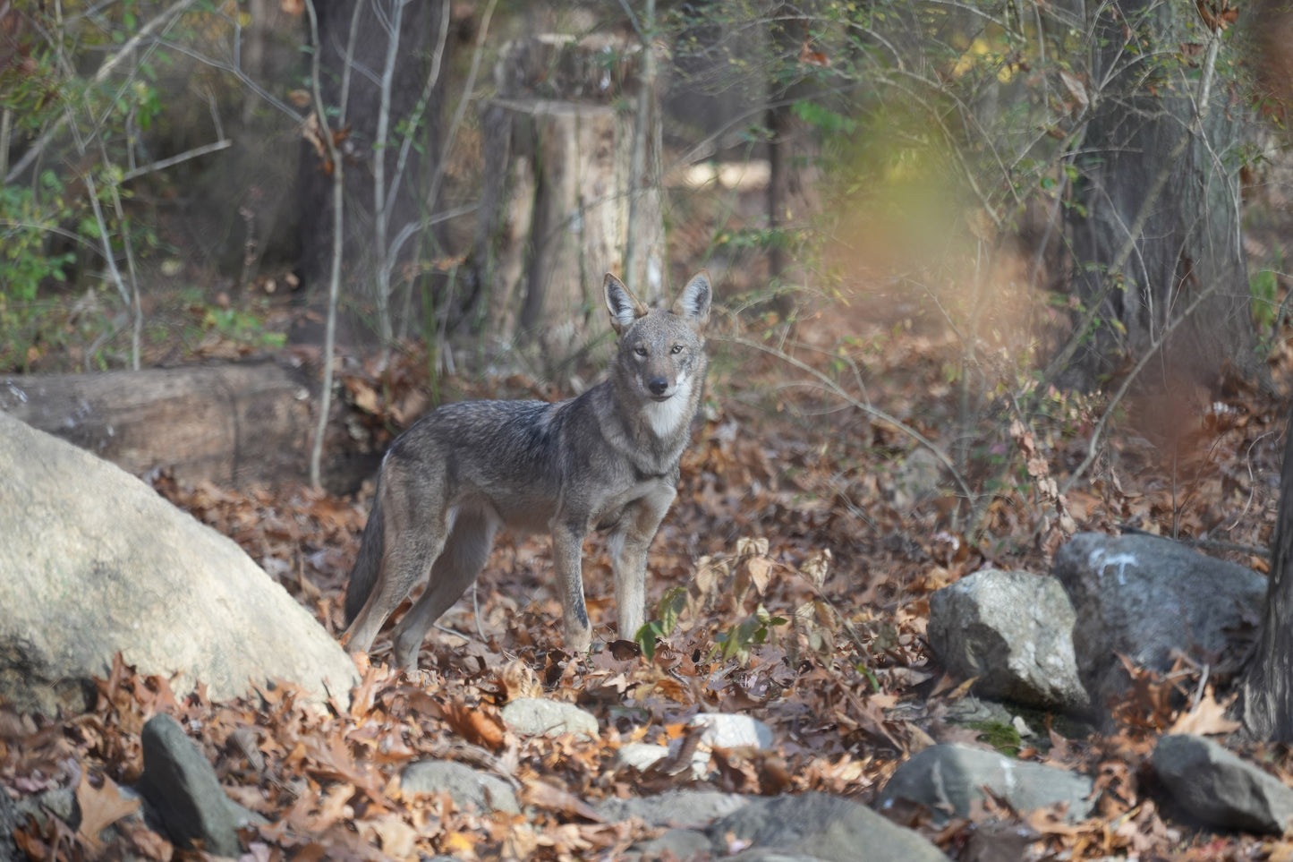 Red Wolf Sassafras (f2567)