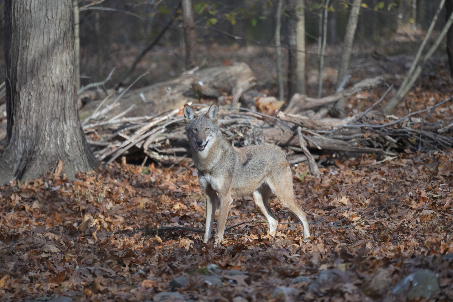 Red Wolf Tupelo (f2568)