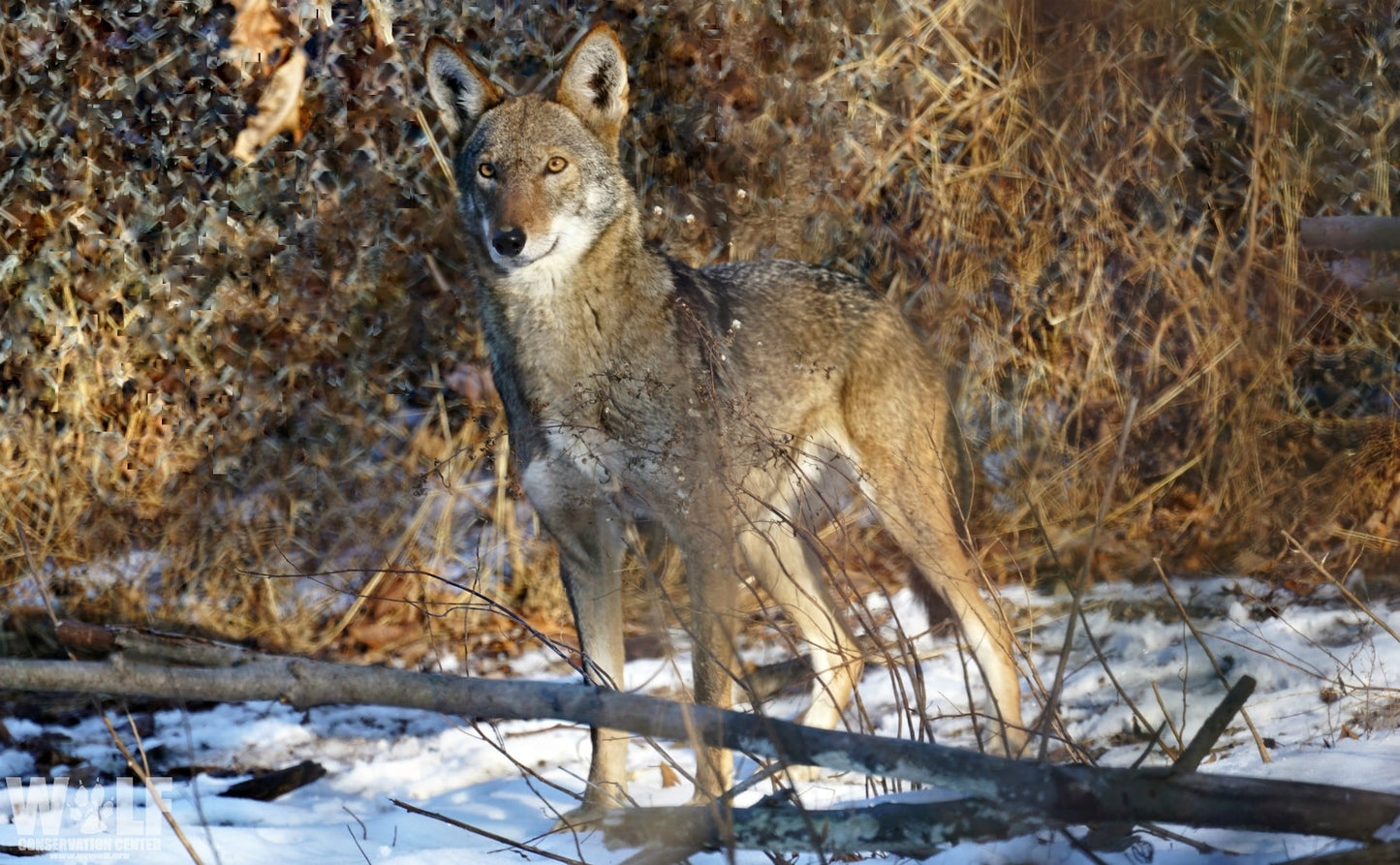 Red Wolf Lava (F2134)