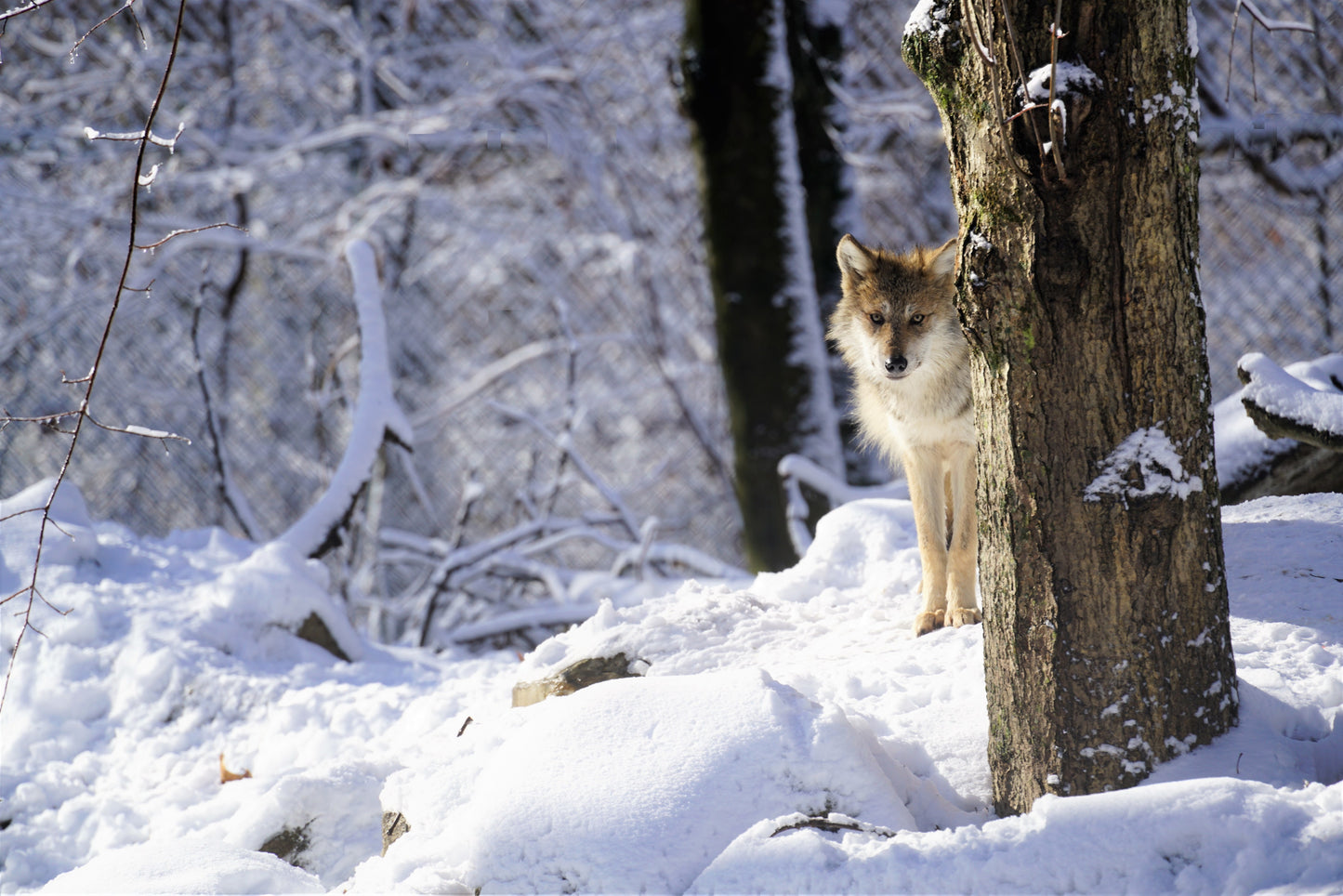 Mexican Gray Wolf George (M1970)