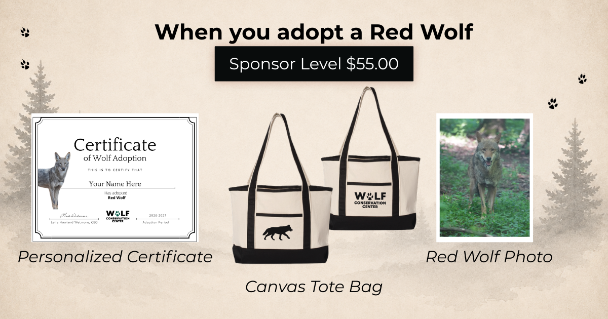 Red Wolf Archie (m2767)