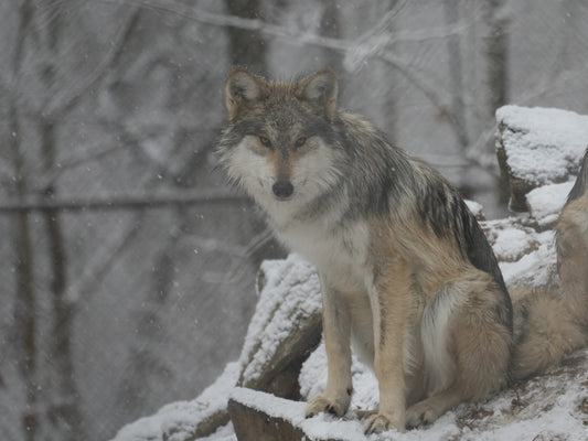 Mexican Gray Wolf Aurora (f3033)