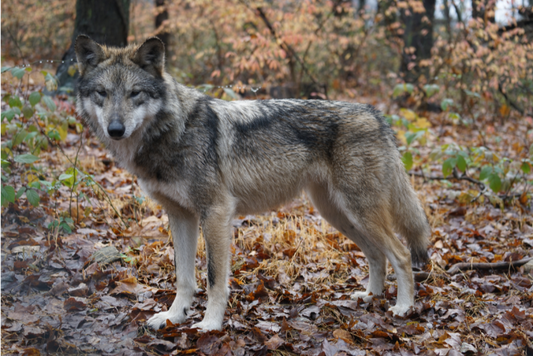 Mexican Gray Wolf Betty (F2660)