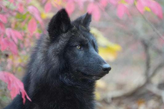Ambassador Wolf Kinari