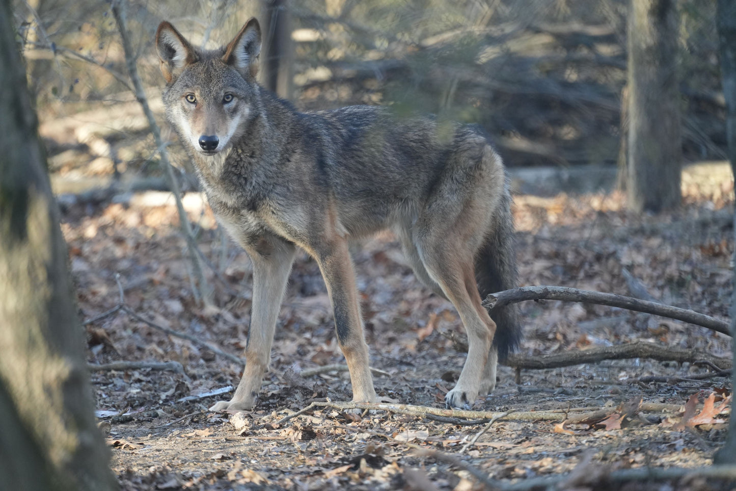 Red Wolf Ember (m2656)