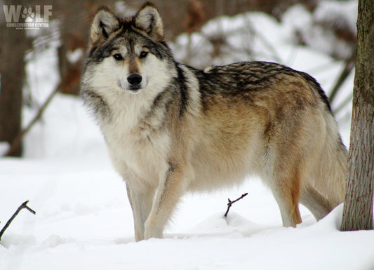 Mexican Gray Wolf Belle (F1226)