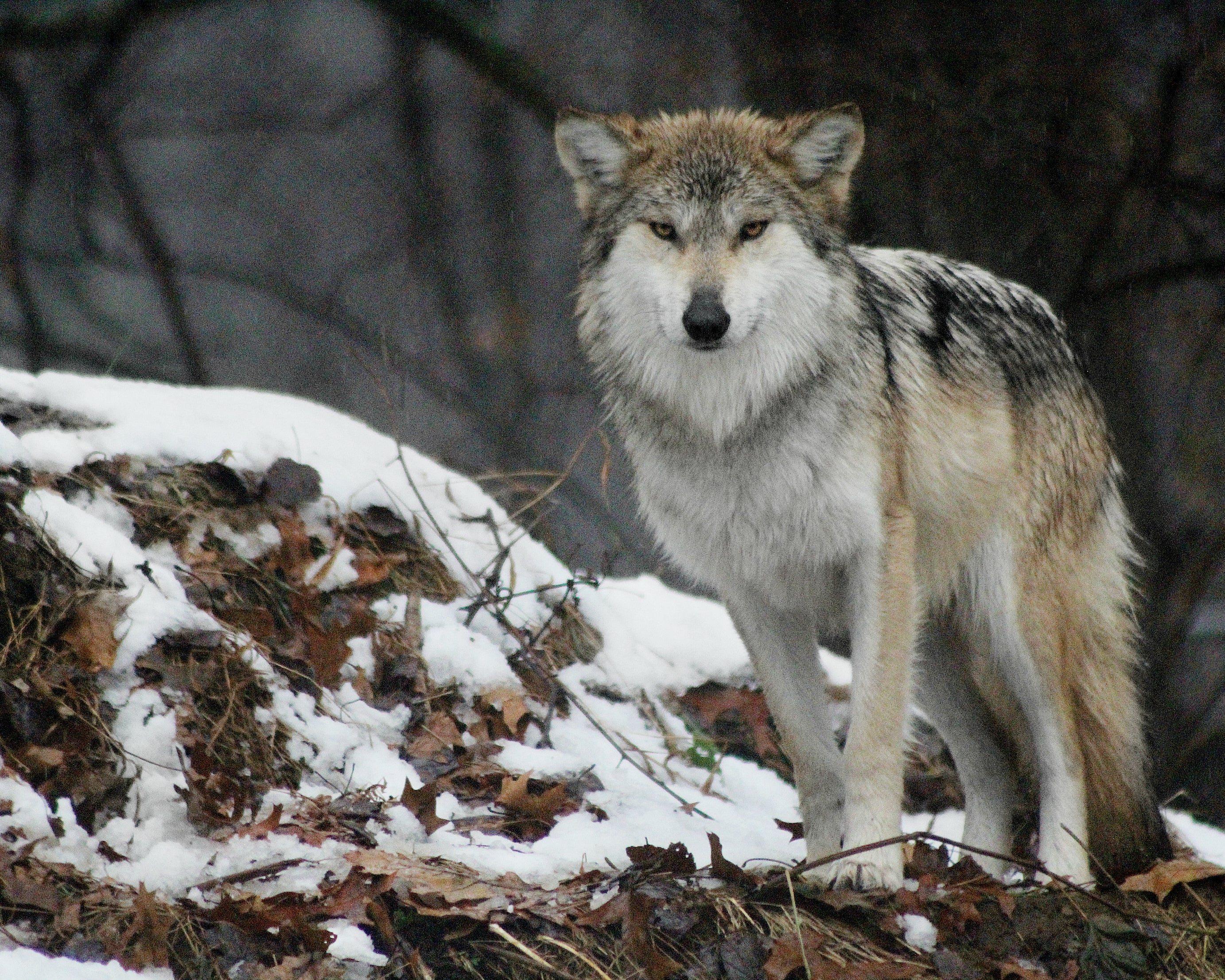 Mexican Gray Wolf Trumpet (F1505)