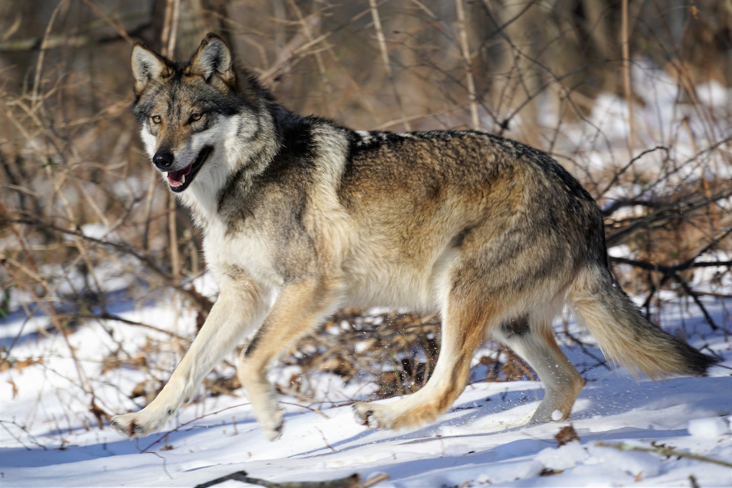 Mexican Gray Wolf Valentia (F1538)
