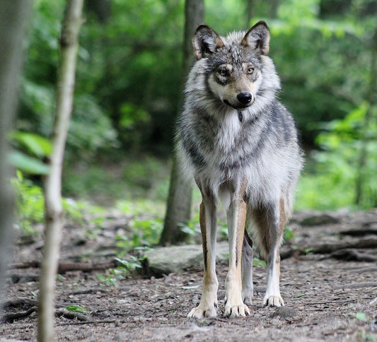 Mexican Gray Wolf Jean (F1619)