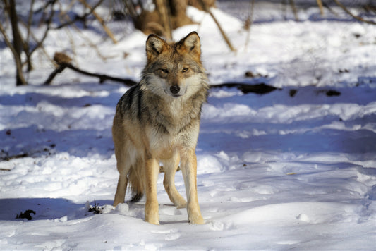 Mexican Gray Wolf Diane (F1752)