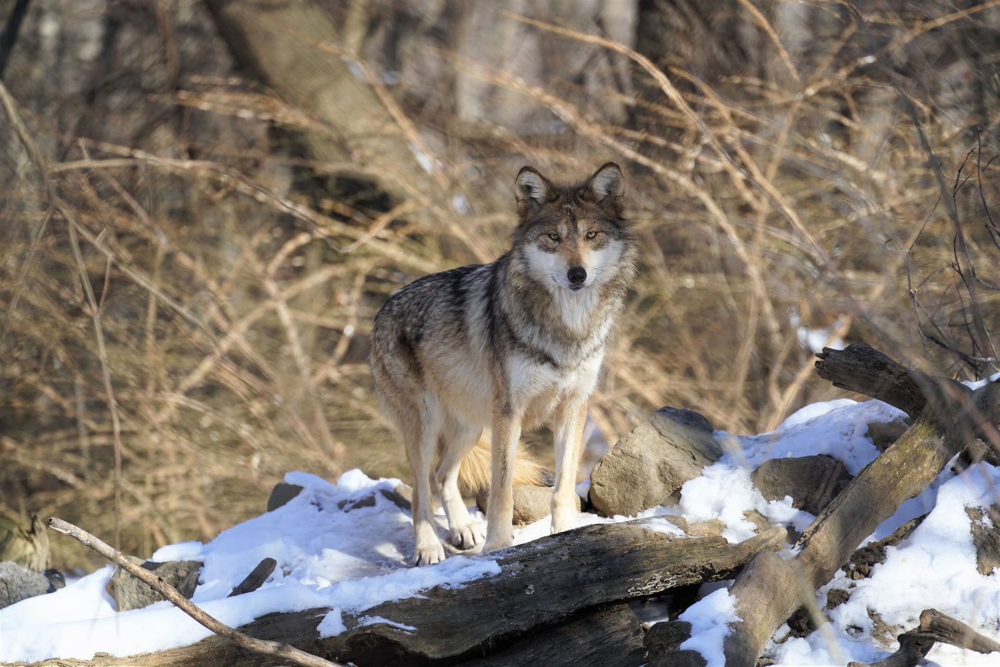 Mexican Gray Wolf Hélène (F1753)