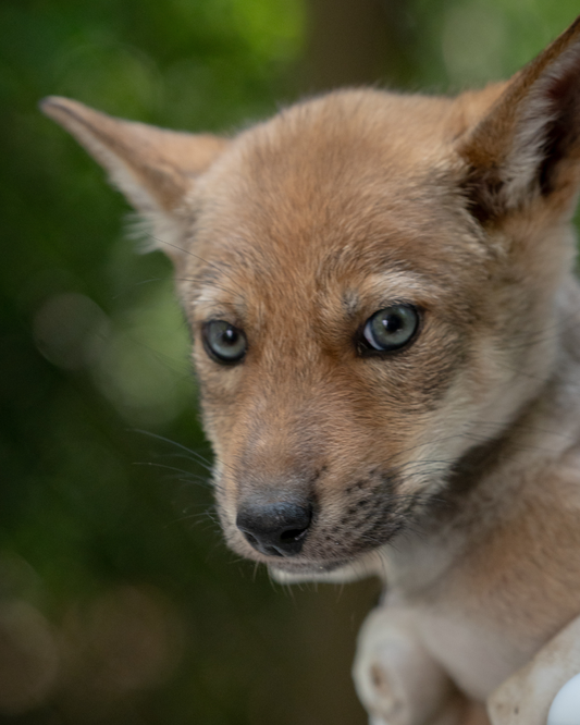 Red Wolf Georgie (m2651)