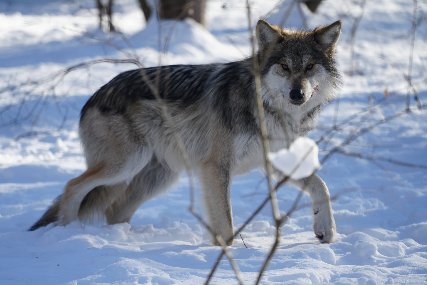 Mexican Gray Wolf Lyra (f3032)
