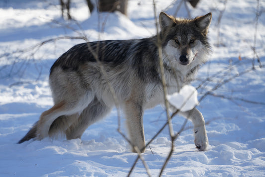 Mexican Gray Wolf Lyra (f3032)
