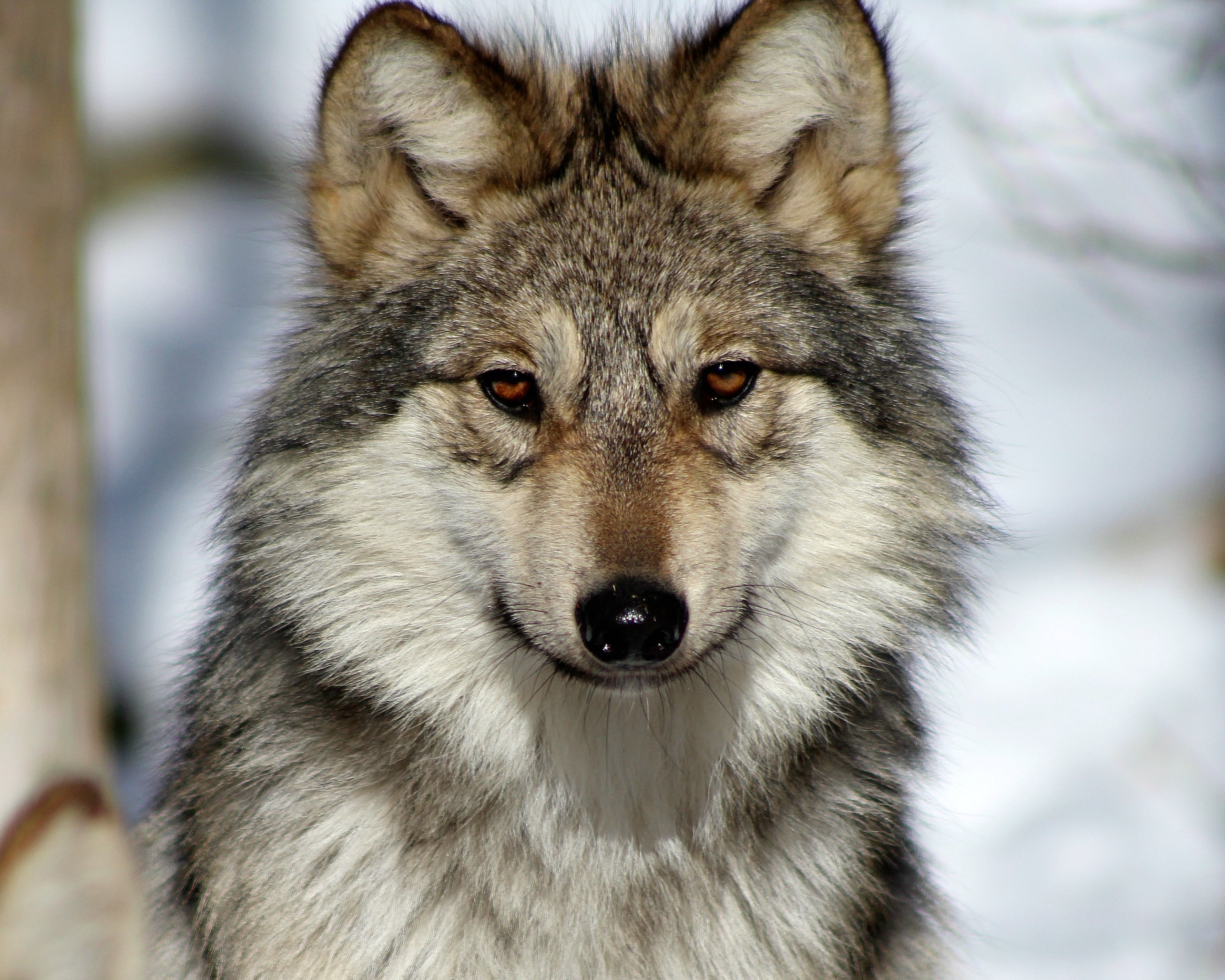 Mexican Gray Wolf Maus (M1507) – Wolf Conservation Center - Adoptions