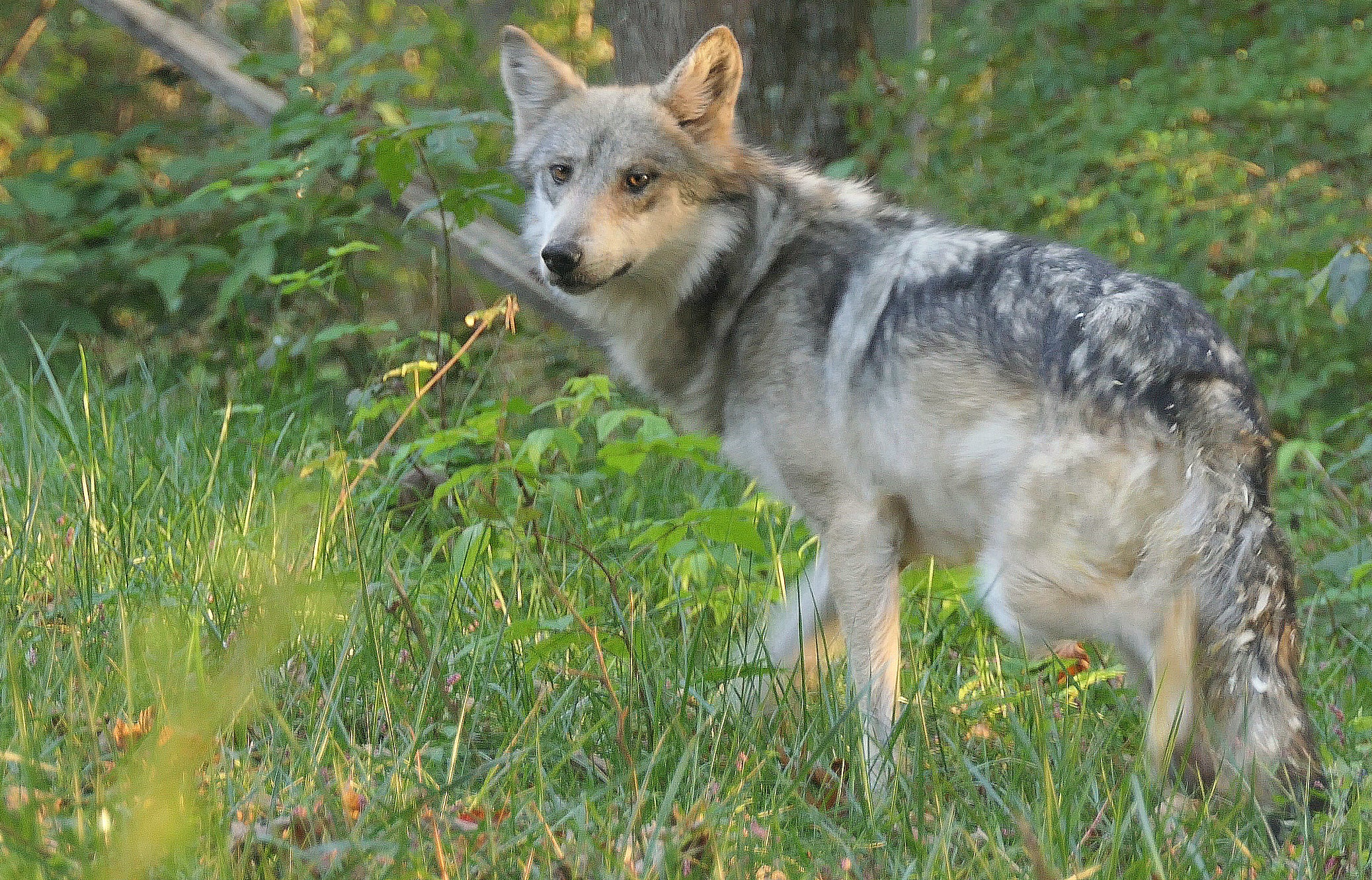 Mexican Gray Wolf Lighthawk (M1564) – Wolf Conservation Center - Adoptions