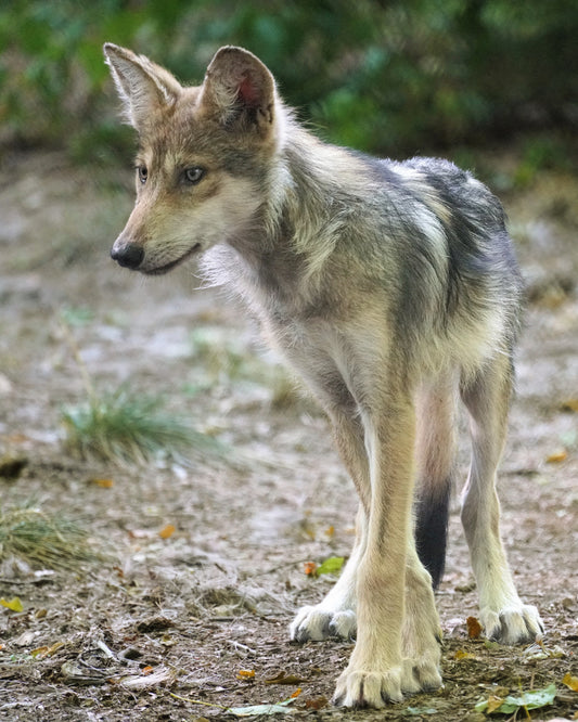 Mexican Gray Wolf Sonda (m2738)