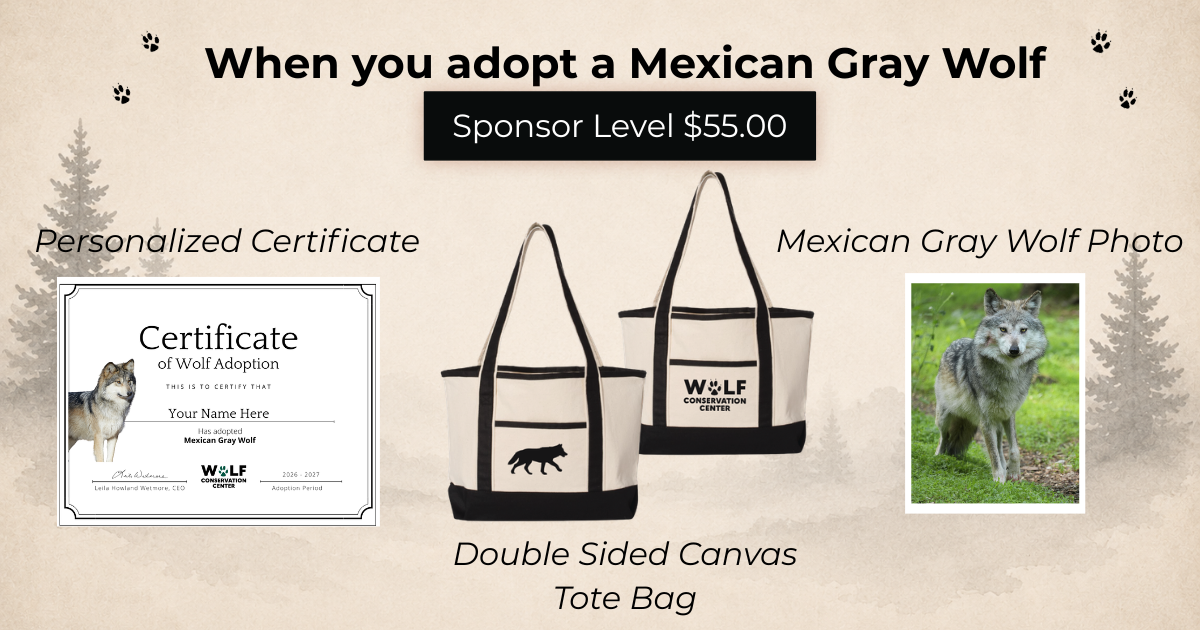 Mexican Gray Wolf Ripley (M1925)