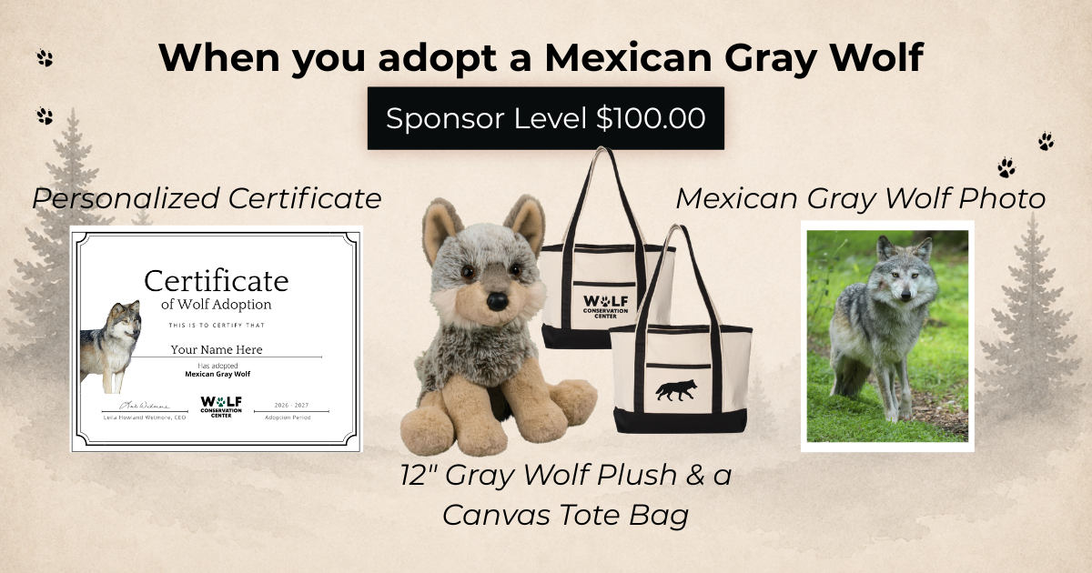 Mexican Gray Wolf Ripley (M1925)