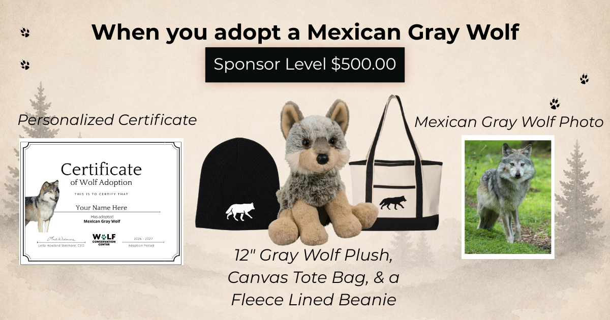 Mexican Gray Wolf Ripley (M1925)
