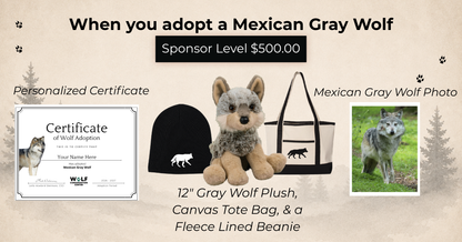 Mexican Gray Wolf Nita (F1621)