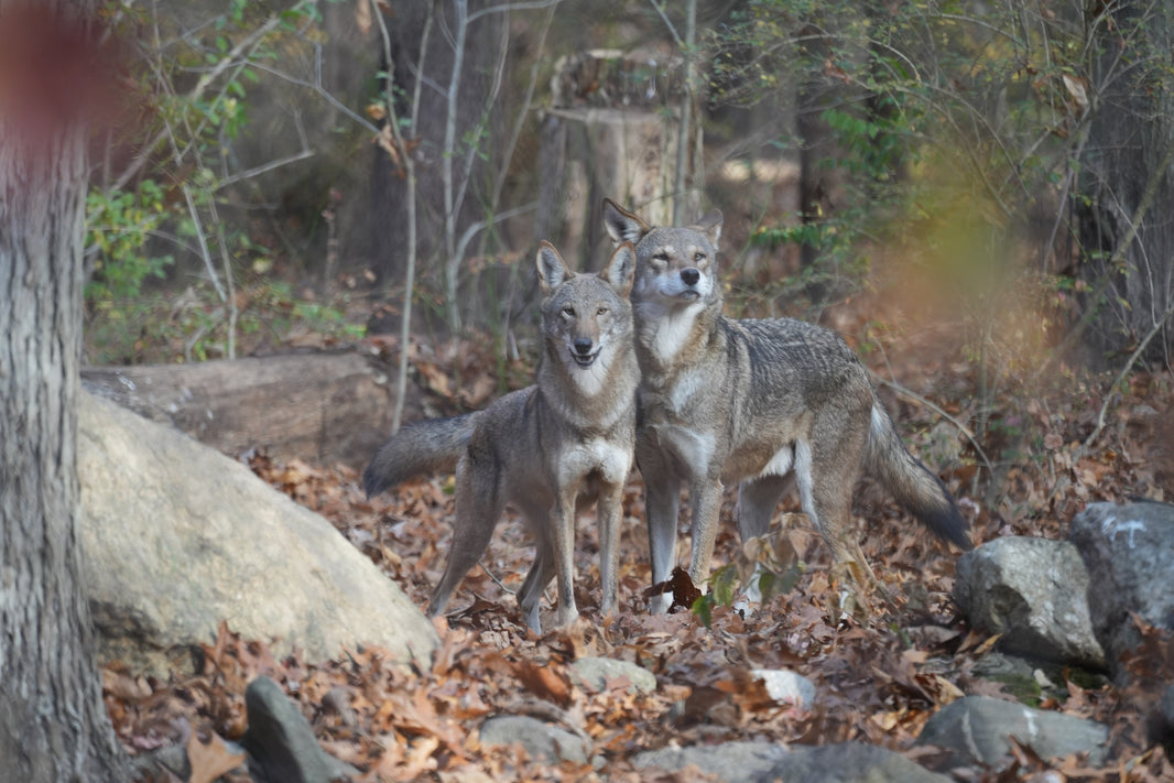 Red Wolves – Wolf Conservation Center - Adoptions