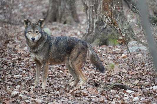 Red Wolf Oka (M2048)