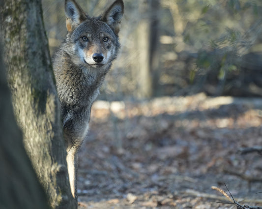 Red Wolf Proton (m2657)