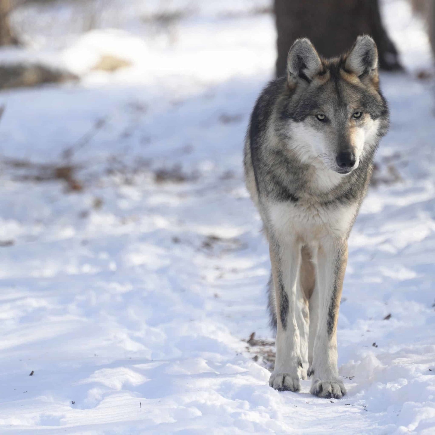 Mexican Gray Wolf Ripley (M1925)