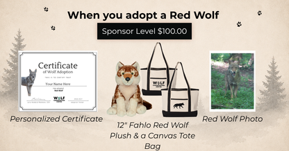 Red Wolf Rusty (m2650)