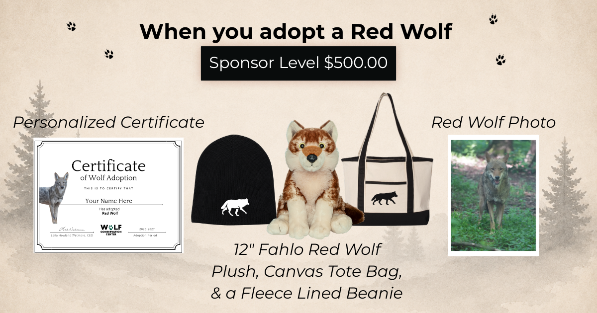 Red Wolf Ember (m2656)