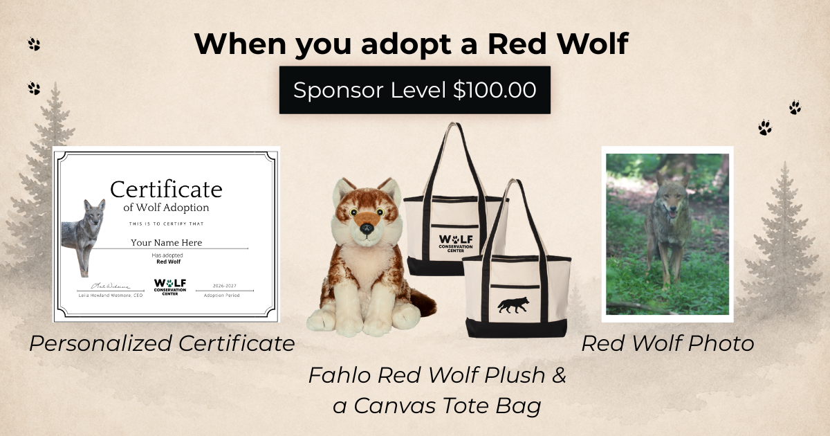 Red Wolf Archie (m2767)