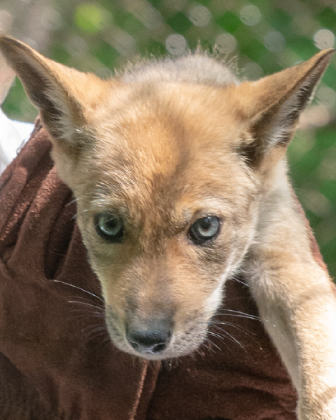 Red Wolf Riley (f2653) – Wolf Conservation Center - Adoptions