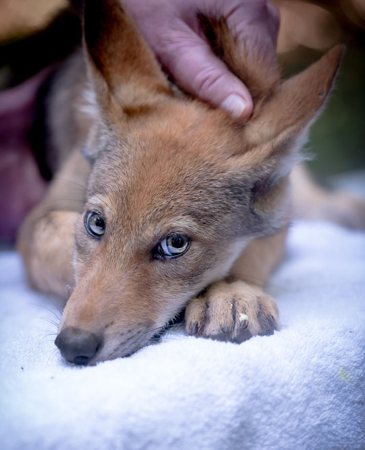 Red Wolf Rusty (m2650)